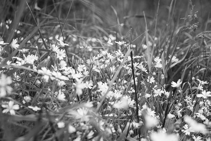 blomma, vit, svart, svart och vitt, makro, Prairie, naturen