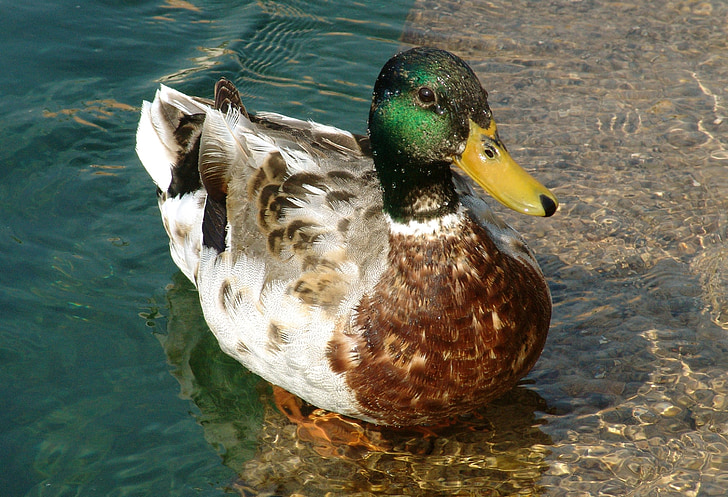 duck, animal, bird, water, wild bird, waters