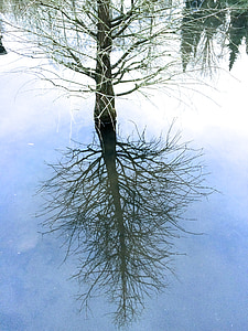 träd, spegel, spegling, vatten, naturen, landskap, resten