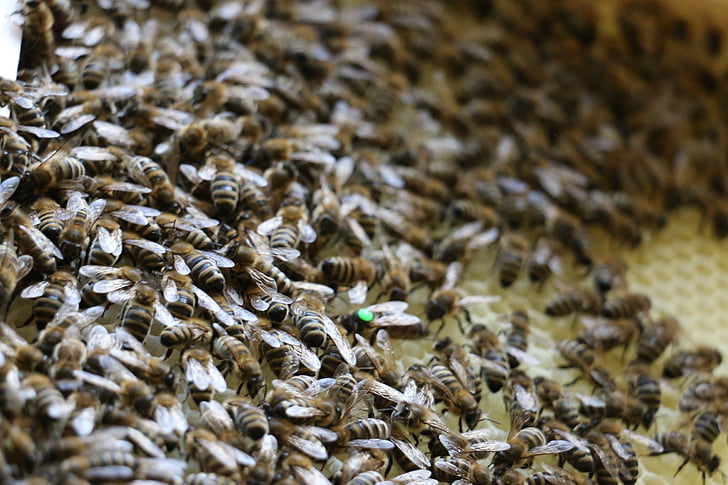 bier, kamme, insekt, bidronningen, honning, bikube, biavler