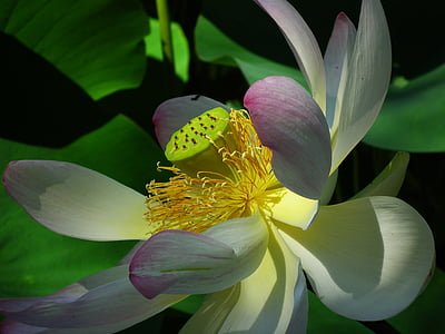 Lotus, kwiat, różowy, Natura, rośliny wodne, roślina, liść