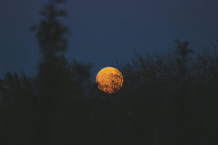 Księżyc, fotografii, trawa, koło, runda, ciemne, noc