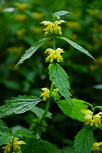 죽은 쐐기 풀, 꽃, 노란색, 일반 goldnessel, 광대 galeobdolon, galeobdolon luteum, lamiastrum galeobdolon