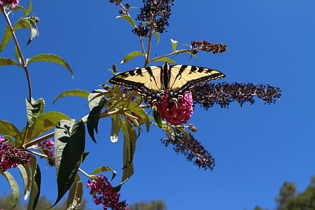 borboleta, rabo de andorinha, inseto, planta, roxo, amarelo, preto