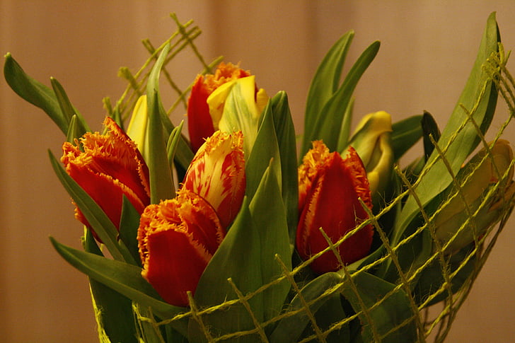 flors, primavera, Tulipa, RAM, natura, flor, vermell