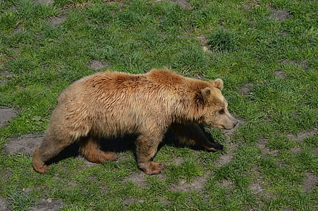 bear, brown bear, fur, animal world, dangerous, animal