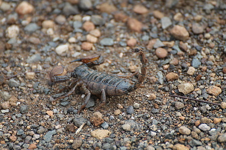 Scorpion, insectes, l’Afrique, nature
