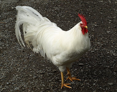 hahn, geglügel, cockscomb, poultry, male fowl, farm, gockel