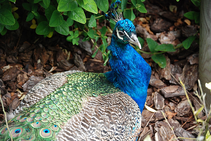 Peacock, lông đuôi, con chim, sang trọng, lông, đầy màu sắc, sở thú