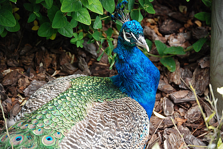 pavo real, plumas de la cola, pájaro, elegancia, plumas de, colorido, Parque zoológico