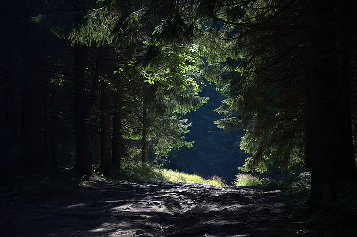 bosc, manera, muntanyes, radziejowa, Beskids, Polònia, arbre