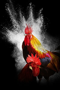 cock, year of the rooster, black background, collage, photoshop, bird, animal