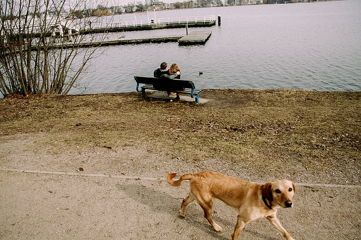 jaune, Labrador, chien d’arrêt, près de :, coupé, assis, banc