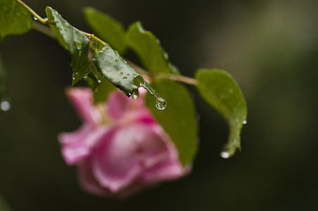 levantou-se, folhas, chuva, gota de chuva, -de-rosa, jardim