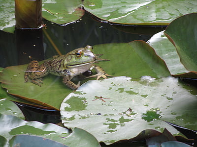 ếch, nước, Lily pad, động vật lưỡng cư, động vật, Thiên nhiên
