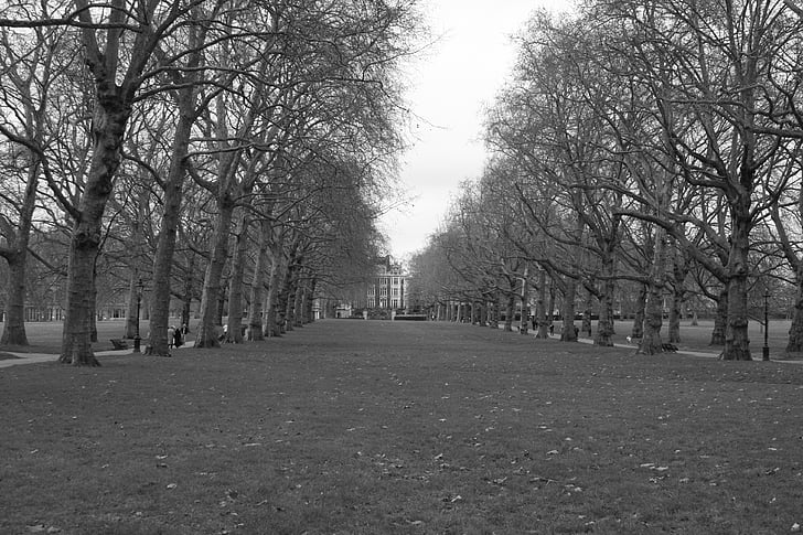 grey, perspective, fall, decision, space, park, trees