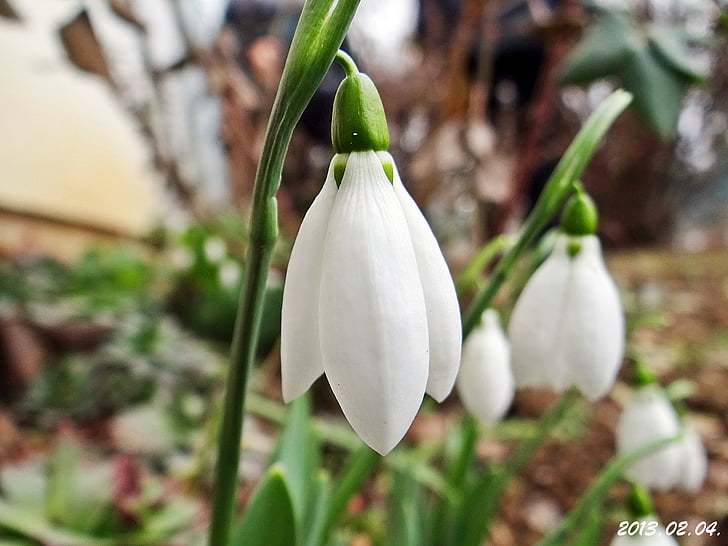 Snowdrop, febrer, a principis del, natura, planta, flor