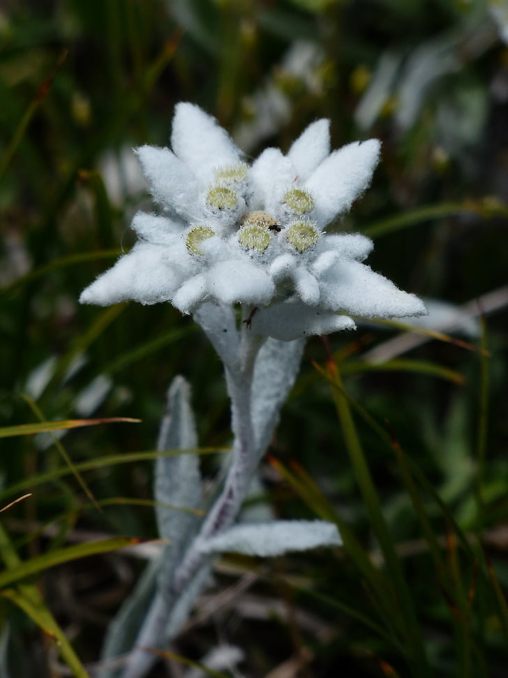 Alpine edelweiß, almindelige, Edelweiss, fluffy, hvid, sjældent, beskyttet