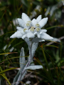Alpské Edelweiss, běžné, Edelweiss, nadýchané, bílá, jen zřídka, chráněný