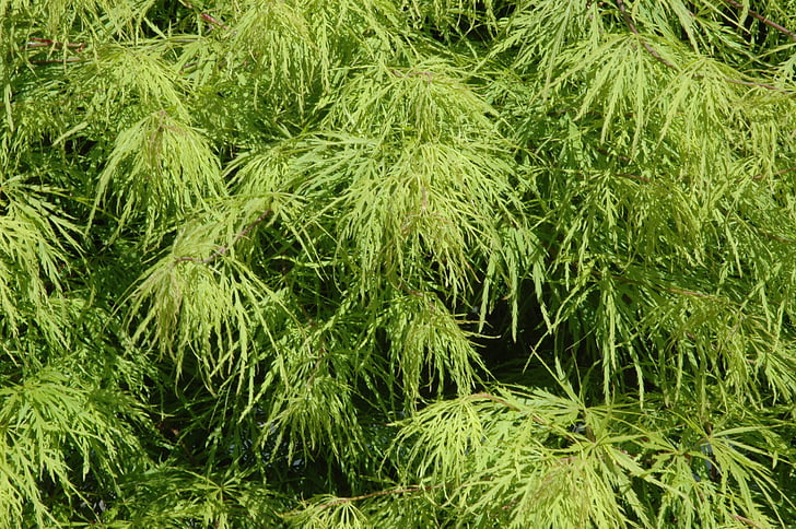 maple, leaves, green, tree acer platanoides, needle leaf maple, leaf, leaf veins