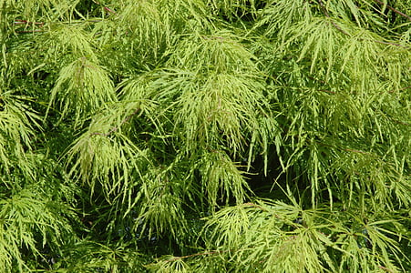 Maple, lá, màu xanh lá cây, cây acer platanoides, kim lá phong, lá, gân lá