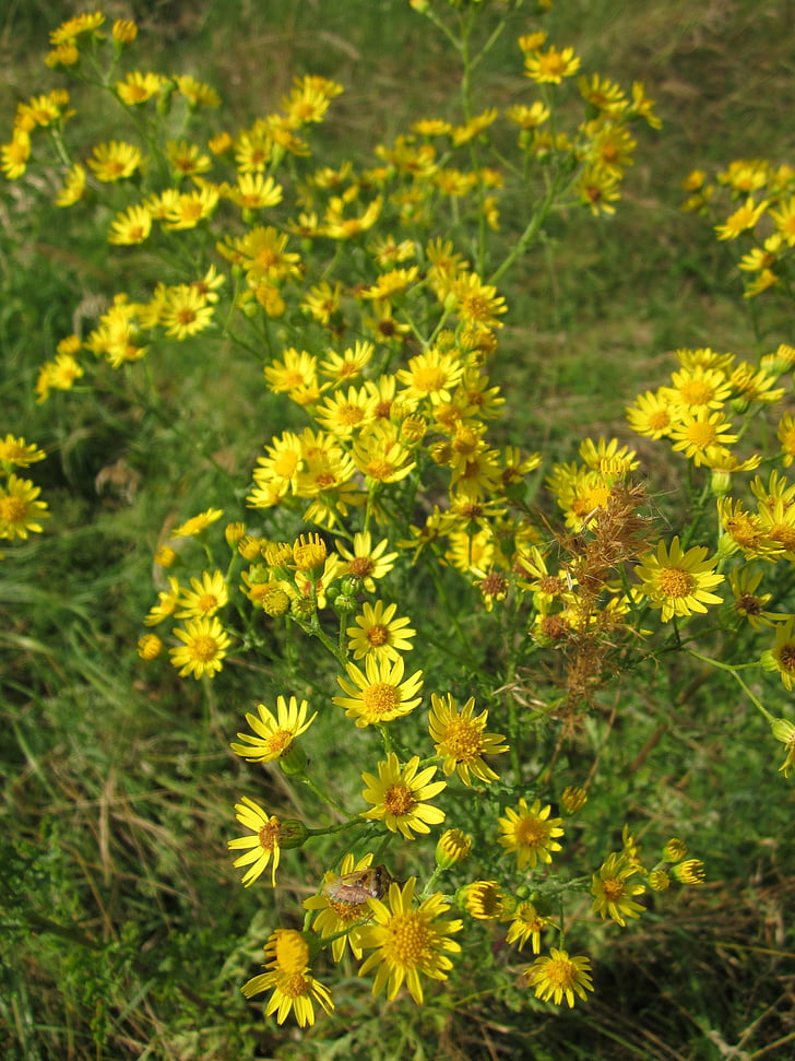 jacobaea vulgaris, hierba de Santiago, ragwort común, ragwort del tansy, benweed, St james-hierba, ambrosía
