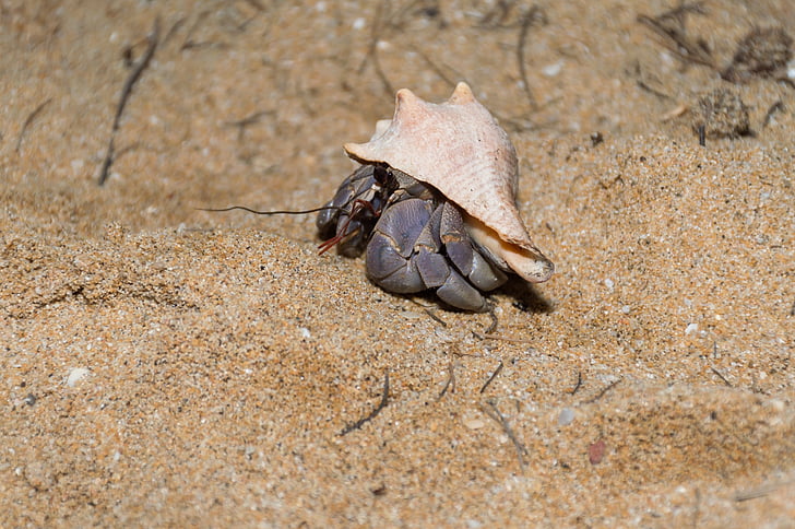 crab, hermit crab, land animals, sandy beach, the night, animals, life