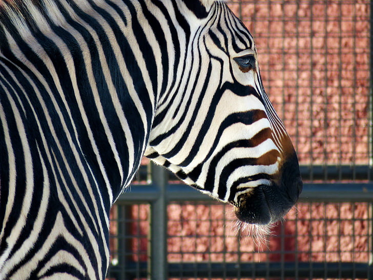 Zebra, Zoo, Streifen, Schwarz, weiß, Tier