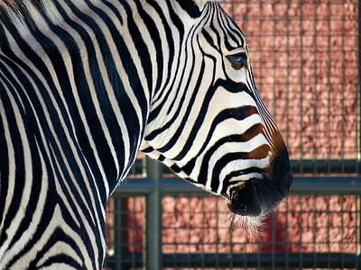 Zebra, zoologijos sodas, juostelės, Juoda, balta, gyvūnų
