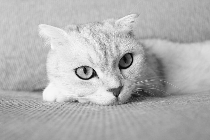 Hišni ljubljenčki, mačka, gube, črno-belo fotografijo, domače mačke, živali, srčkano