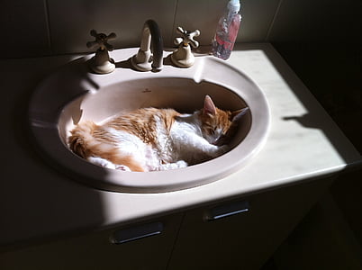 kat, slapen, wassen-bowl, bekken, Kitten, huisdier, Feline