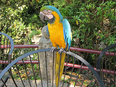 parrot, bird, zoo, animal, nature, macaw, wildlife