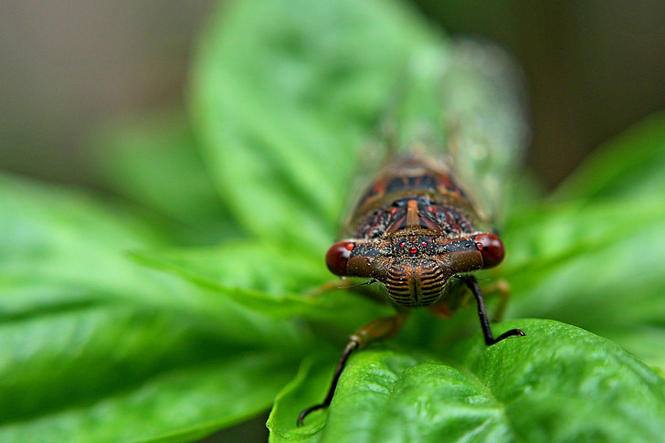 inseto, Bug, natural