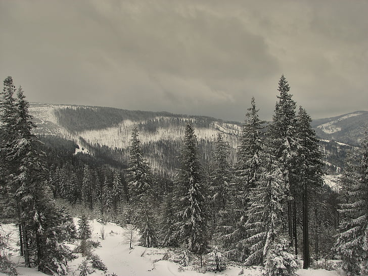 vinter, træer, sne, kolde, Frost, pift, skiløb