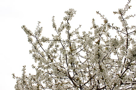 Blossom, Cherry, mekar, musim semi, pohon, Sakura, tanaman