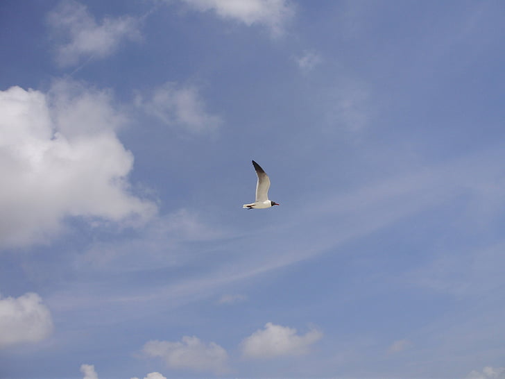seagull, bird, sky, clouds, blue, day, outside