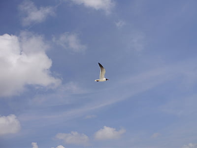 Seagull, pájaro, cielo, nubes, azul, día, fuera de