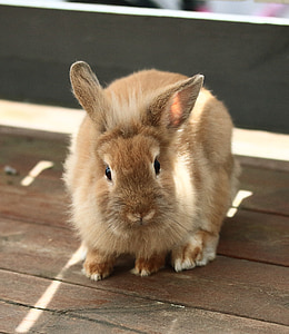 rabbit, altan, animals, beige, cute, soft, ears