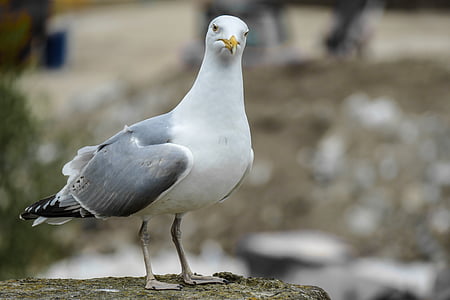seagull, sea, seevogel, water bird, bird, coast, port