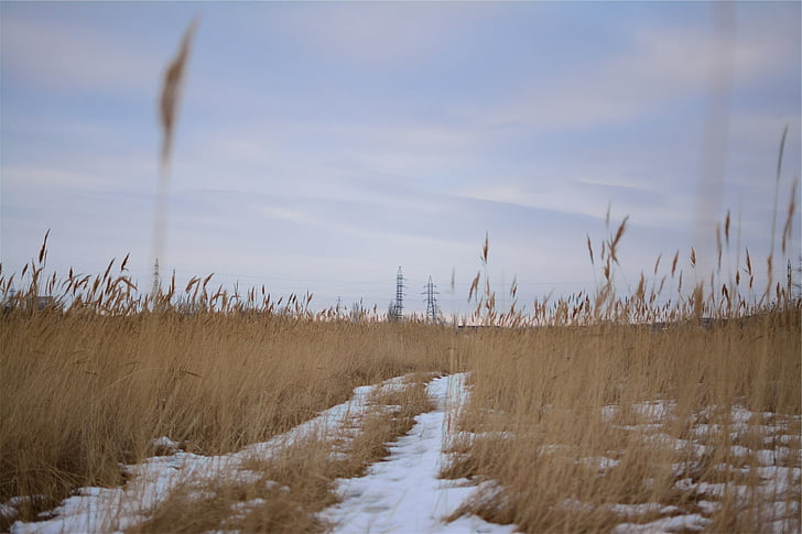 brown, plant, photography, day, time, plants, fields