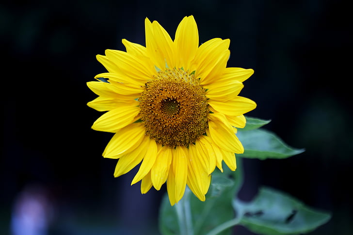 saulėgrąžų, gėlė, geltona, natūralus, ant šakos, sodas, geltona gėlė