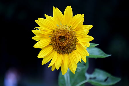solsikke, blomst, gul, naturlige, på grenen, haven, gul blomst