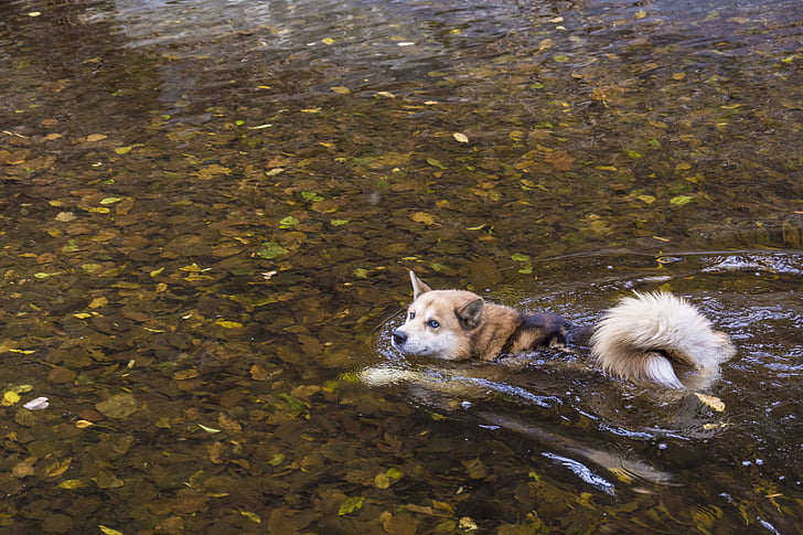koer, ujuda, loodus, vee, PET, jõgi, lehed