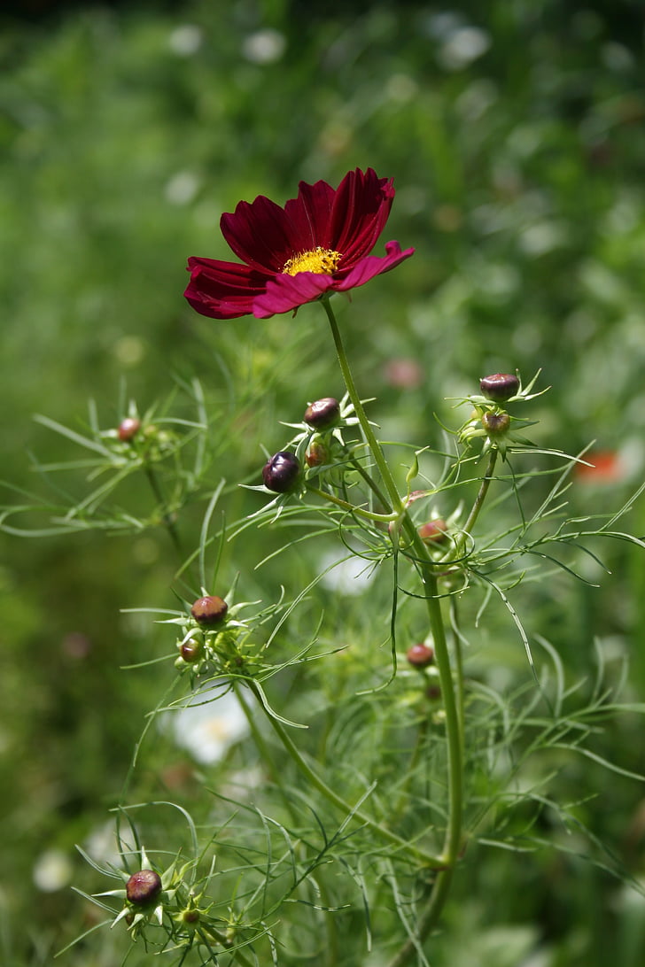 cosmos, red, flower, floral, country, farm, plant