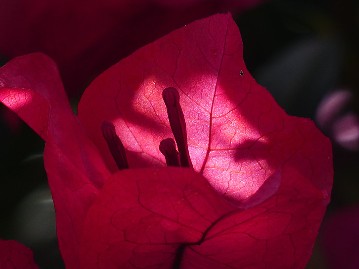 Bougainvillea, bunte, Blumen, rötlich, rot, transluzent, filigrane