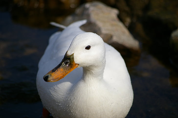 Divlja patka, bijeli, Albino, morska ptica, ak, različite, ptica