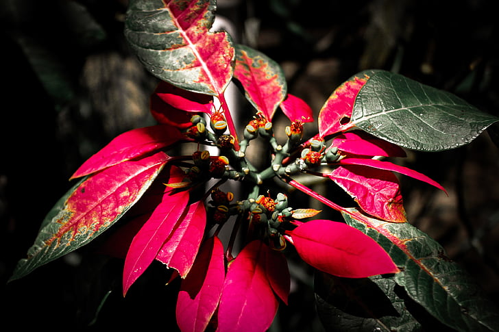 foliage, in the black, plant, black, nature, leaf, red