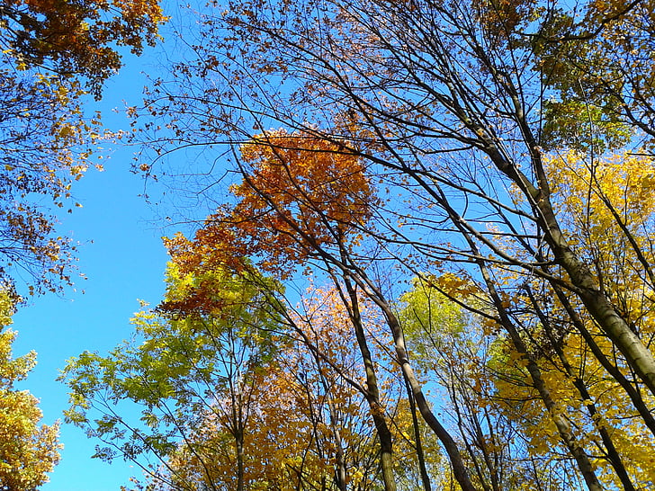 Листва, Осень, Осень Золотая, Желтые листья, золото