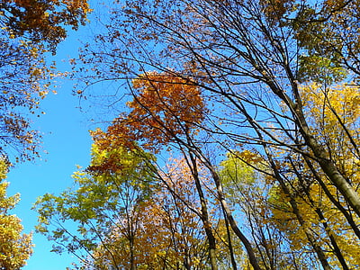 dedaunan, musim gugur, musim gugur emas, daun-daun Kuning, emas