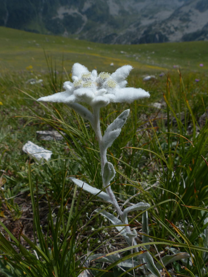 edelweiß Alpine, ordinaire, Edelweiss, moelleux, blanc, rarement, protégé